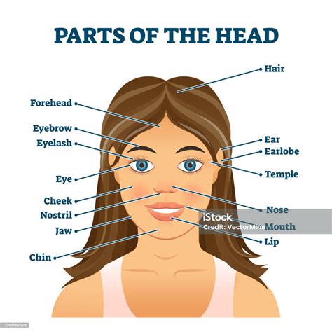 head traduzione|head meaning.